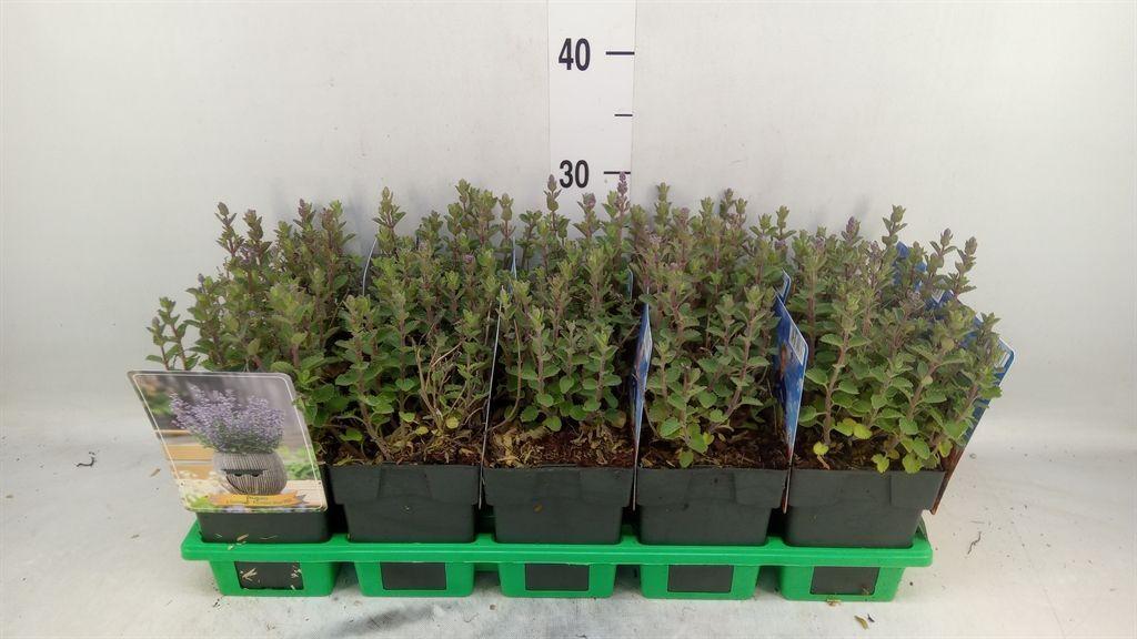 Горшечные цветы и растения оптом Nepeta Faassenii от 10шт из Голландии с доставкой по России