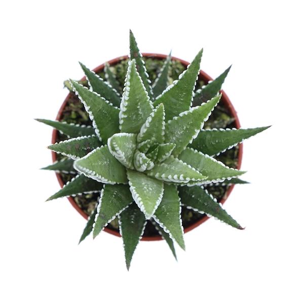 Горшечные цветы и растения оптом Haworthia Fasciata Big Band от 20шт (для телеги) из Голландии с доставкой по России