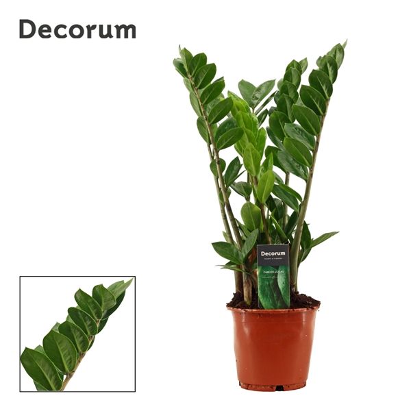 Горшечные цветы и растения оптом Zamioculcas 4+ (decorum) от 7шт из Голландии с доставкой по России