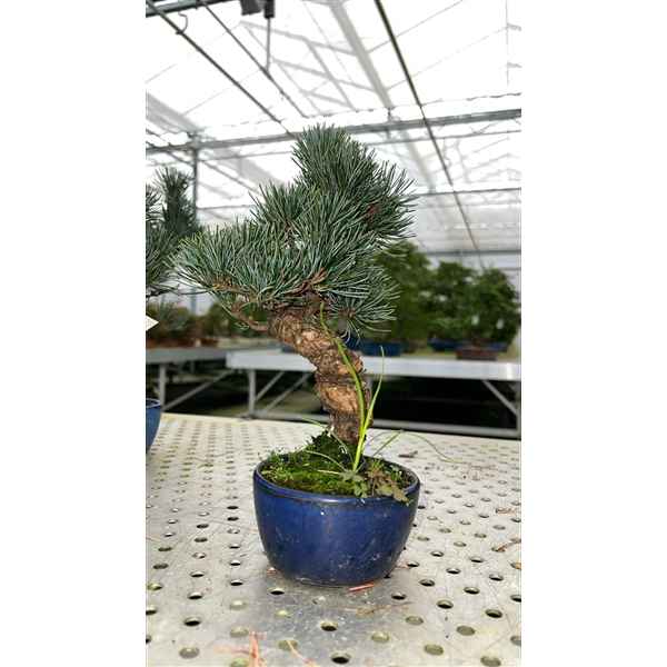 Горшечные цветы и растения оптом Bonsai Pinus Parviflora, 16cm. (single Item) от 1шт из Голландии с доставкой по России