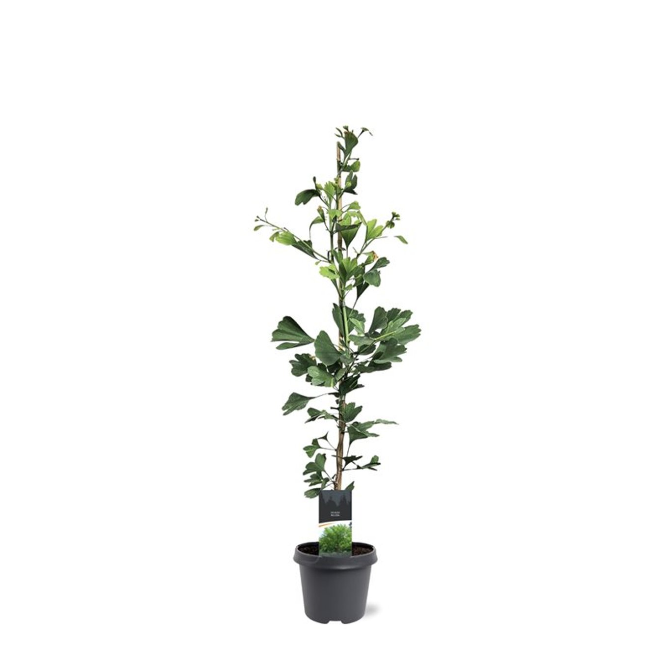 Горшечные цветы и растения оптом Ginkgo Biloba от 1шт из Голландии с доставкой по России