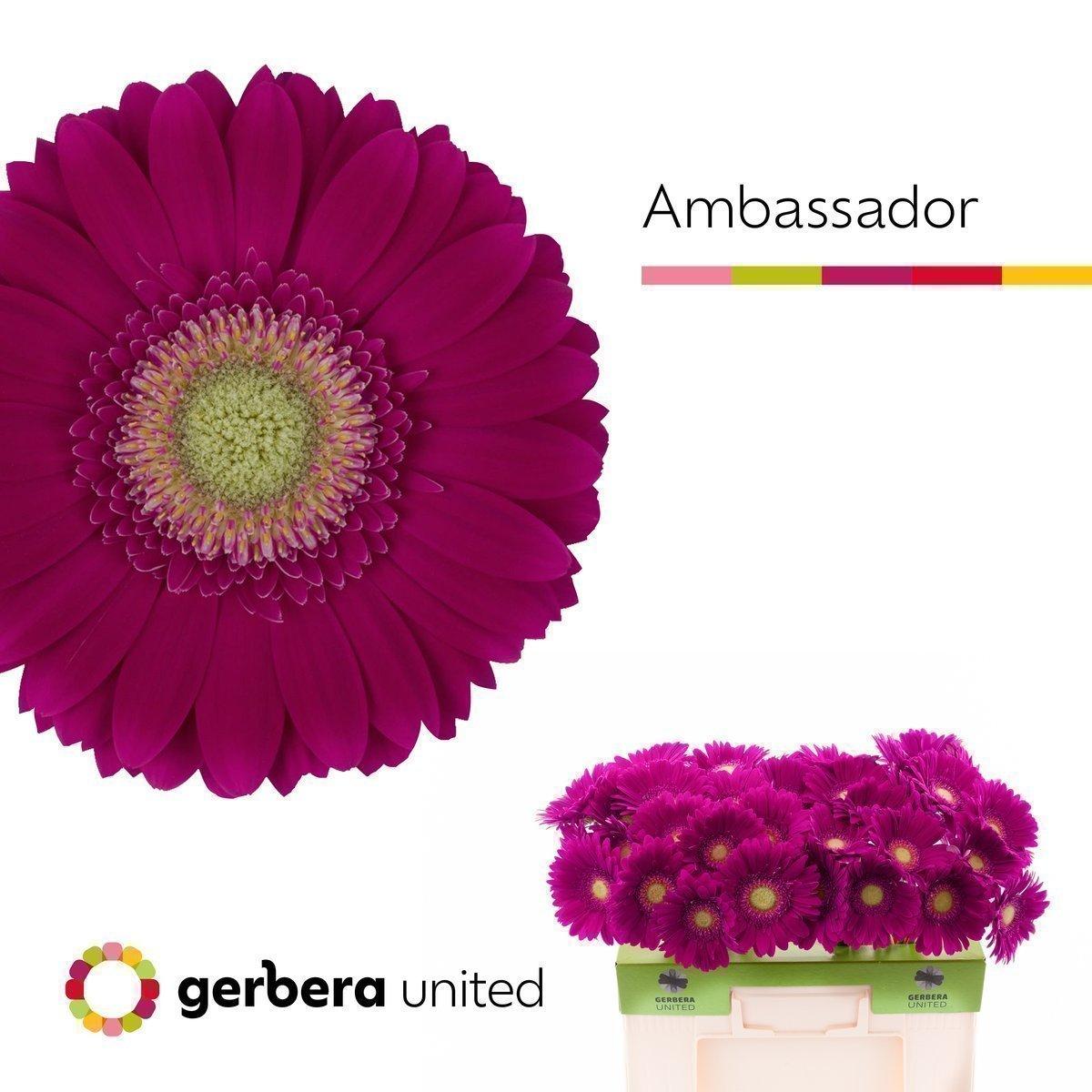 Срезанные цветы оптом Gerbera ambassador от 40шт. из Голландии с доставкой по России