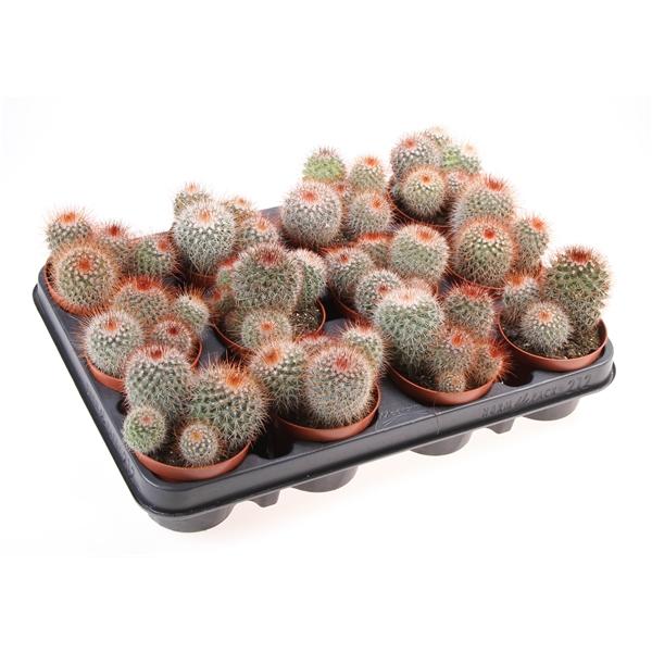 Горшечные цветы и растения оптом Mammillaria Spinosissima от 12шт (для телеги) из Голландии с доставкой по России