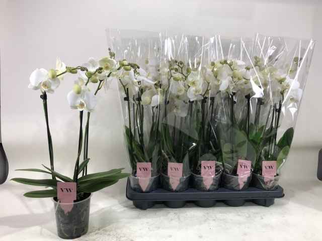 Горшечные цветы и растения оптом Phalaenopsis Inverness от 10шт из Голландии с доставкой по России