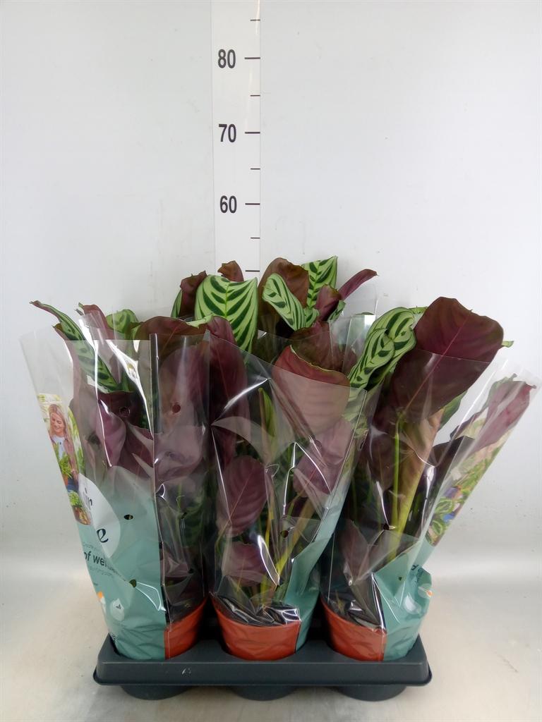 Горшечные цветы и растения оптом Ctenanthe Burle-marxii от 6шт из Голландии с доставкой по России