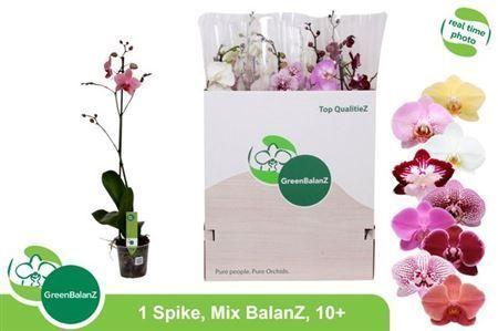 Горшечные цветы и растения оптом Phal Gem 1 Branche 10+ от 12шт из Голландии с доставкой по России