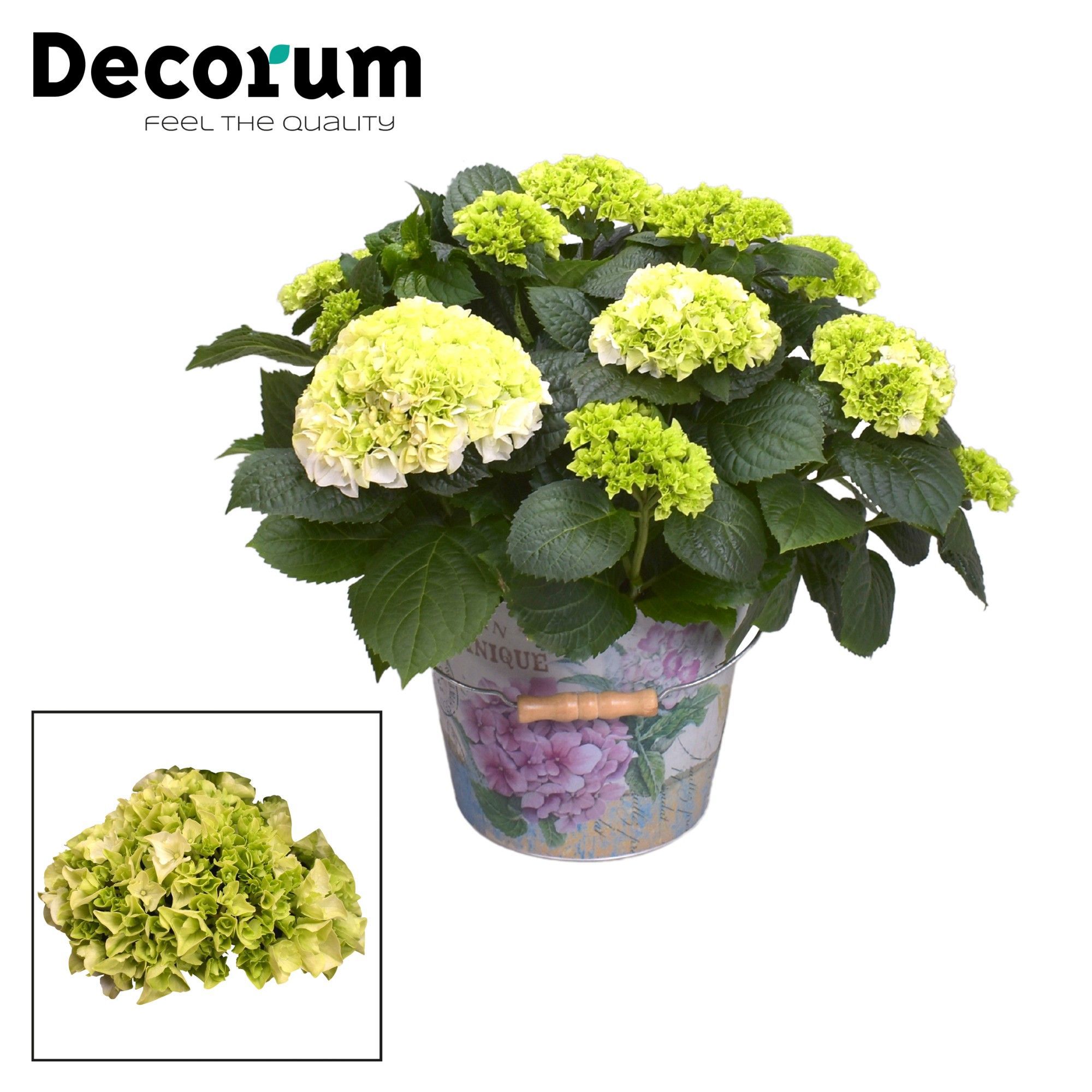 Горшечные цветы и растения оптом Hydrangea Boll White 7+ In Bucket (decorum) от 1шт из Голландии с доставкой по России