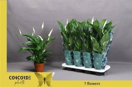 Горшечные цветы и растения оптом Spath Sweet Ricardo 5+ (concorde) от 8шт из Голландии с доставкой по России