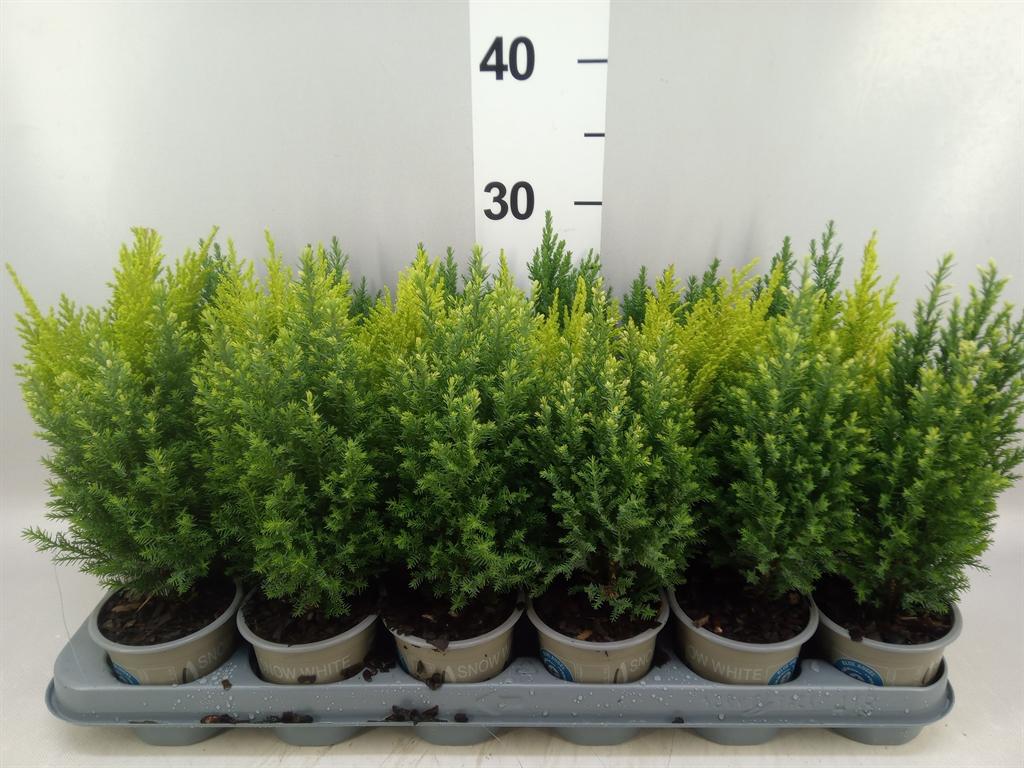 Горшечные цветы и растения оптом Conifers ... A от 18шт (для телеги) из Голландии с доставкой по России