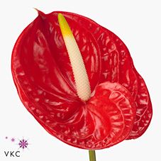 Срезанные цветы оптом Anthurium tropical от 10шт из Голландии с доставкой по России