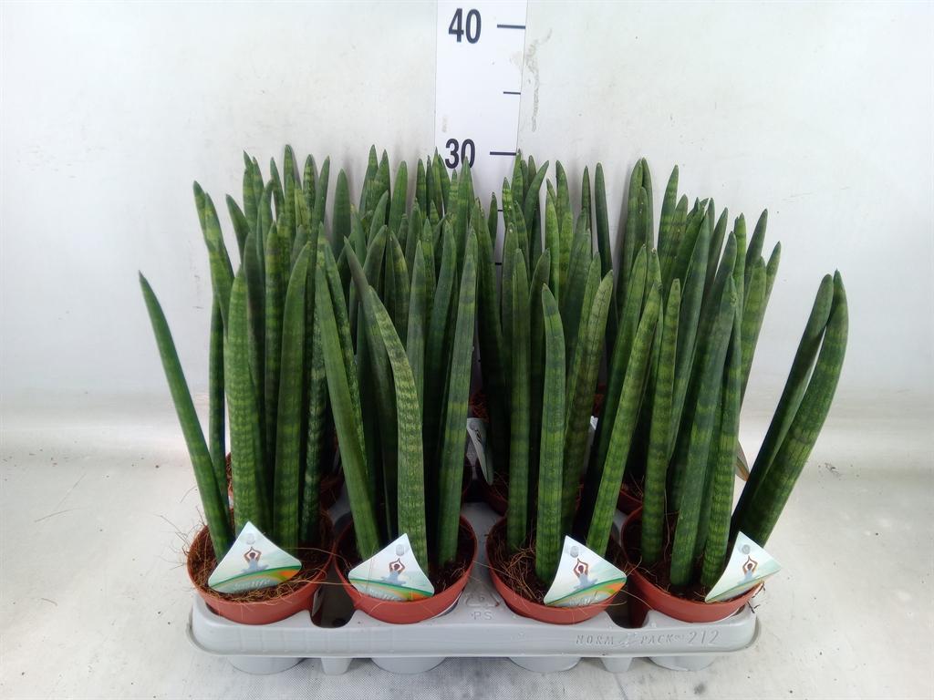 Горшечные цветы и растения оптом Sansevieria Cyl.  ... от 12шт из Голландии с доставкой по России
