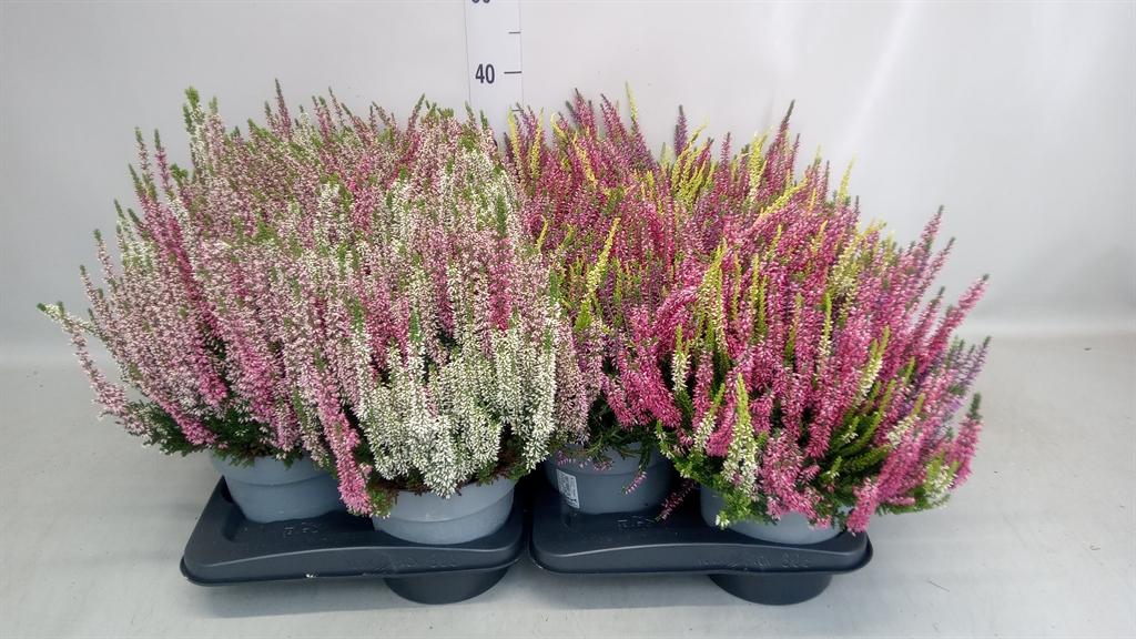 Горшечные цветы и растения оптом Calluna Vulg. beauty L Starl ..mx от 6шт из Голландии с доставкой по России