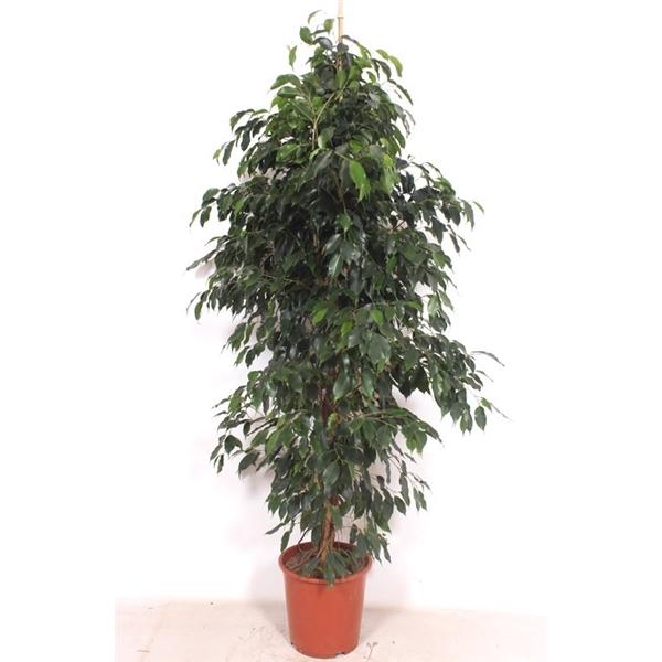 Горшечные цветы и растения оптом Ficus Be Danielle от 1шт из Голландии с доставкой по России