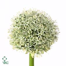 Срезанные цветы оптом Allium white giant от 35шт из Голландии с доставкой по России