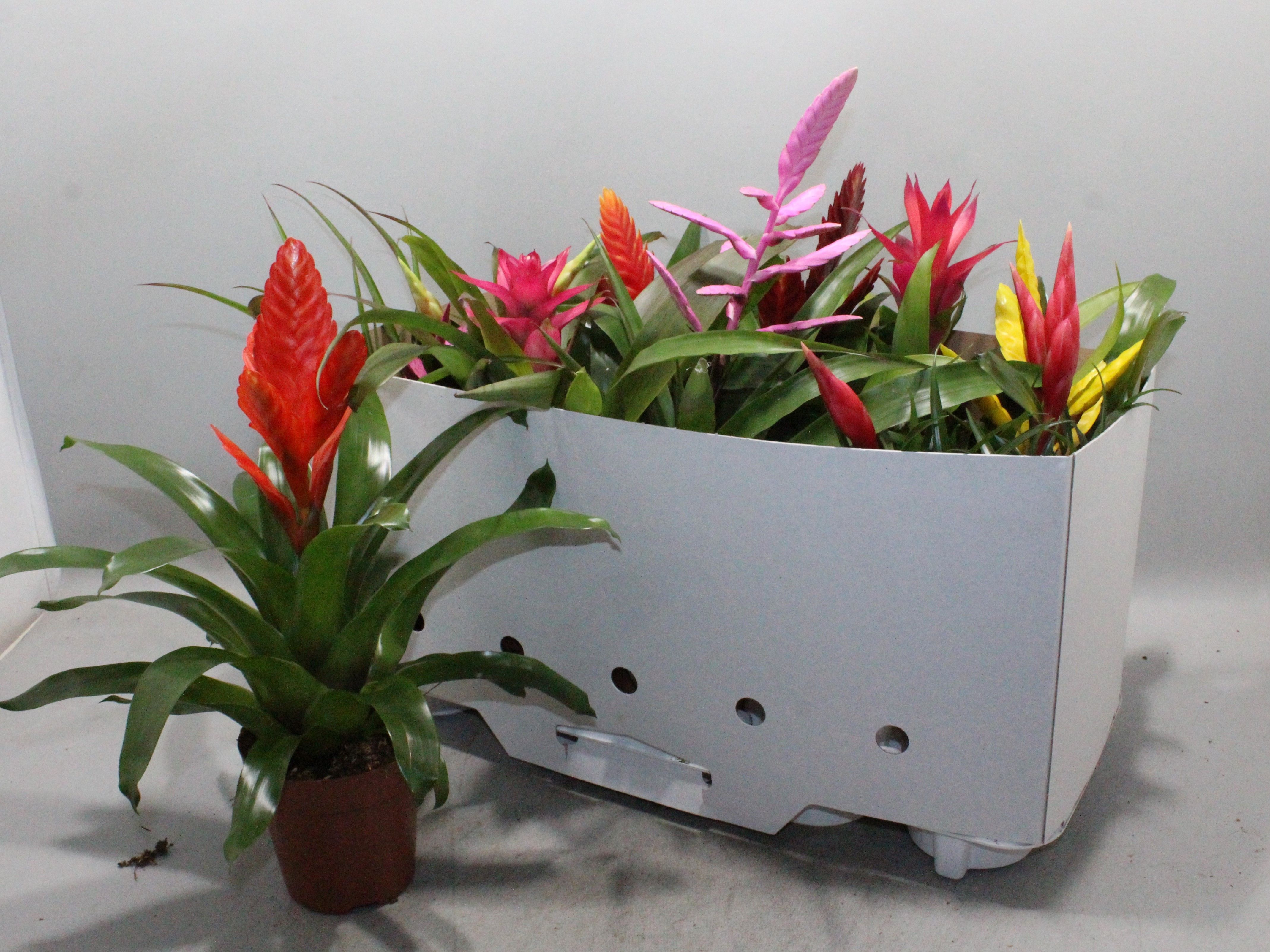 Горшечные цветы и растения оптом Bromelia Gem 10 Srt от 10шт из Голландии с доставкой по России