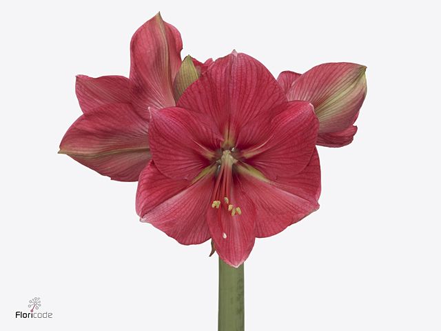 Срезанные цветы оптом Hippeastrum hercules от 15шт из Голландии с доставкой по России