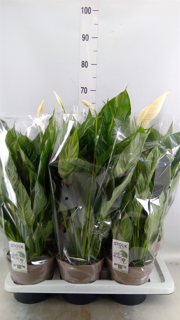 Горшечные цветы и растения оптом Spath Diamond Variegata + Flowers от 6шт из Голландии с доставкой по России