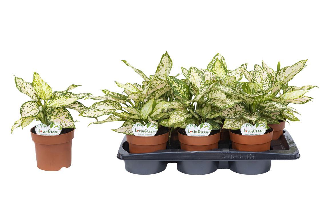 Горшечные цветы и растения оптом Aglaonema Eileen от 6шт из Голландии с доставкой по России