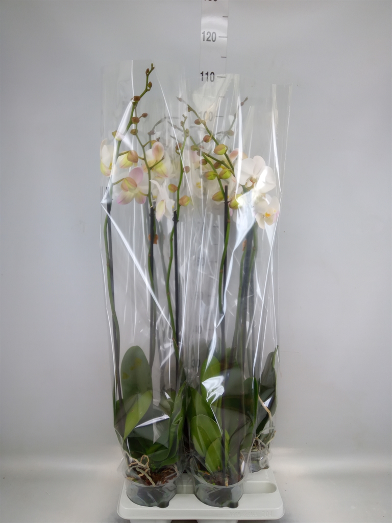 Горшечные цветы и растения оптом Phalaenopsis   ...white от 4шт из Голландии с доставкой по России