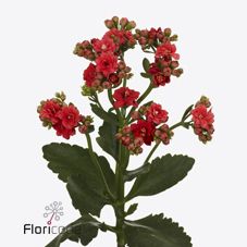 Срезанные цветы оптом Kalanchoe pretty red meadow от 20шт из Голландии с доставкой по России