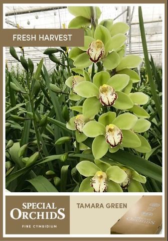 Срезанные цветы оптом Cymbidium green tamara green от 10шт из Голландии с доставкой по России