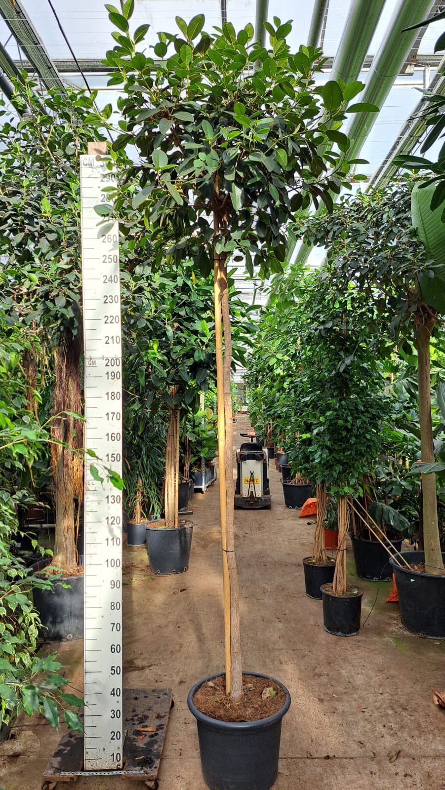 Горшечные цветы и растения оптом Ficus Rubiginosa Australis Stam от 1шт из Голландии с доставкой по России