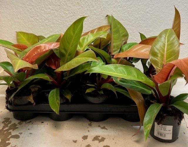 Горшечные цветы и растения оптом Phil Prin Of Orange от 12шт из Голландии с доставкой по России