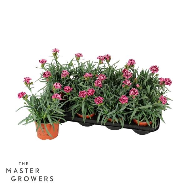 Горшечные цветы и растения оптом Dianthus Car Diwali от 8шт из Голландии с доставкой по России Горшечные цветы и растения оптом Dianthus Car Diwali от 8шт из Голландии с доставкой по России