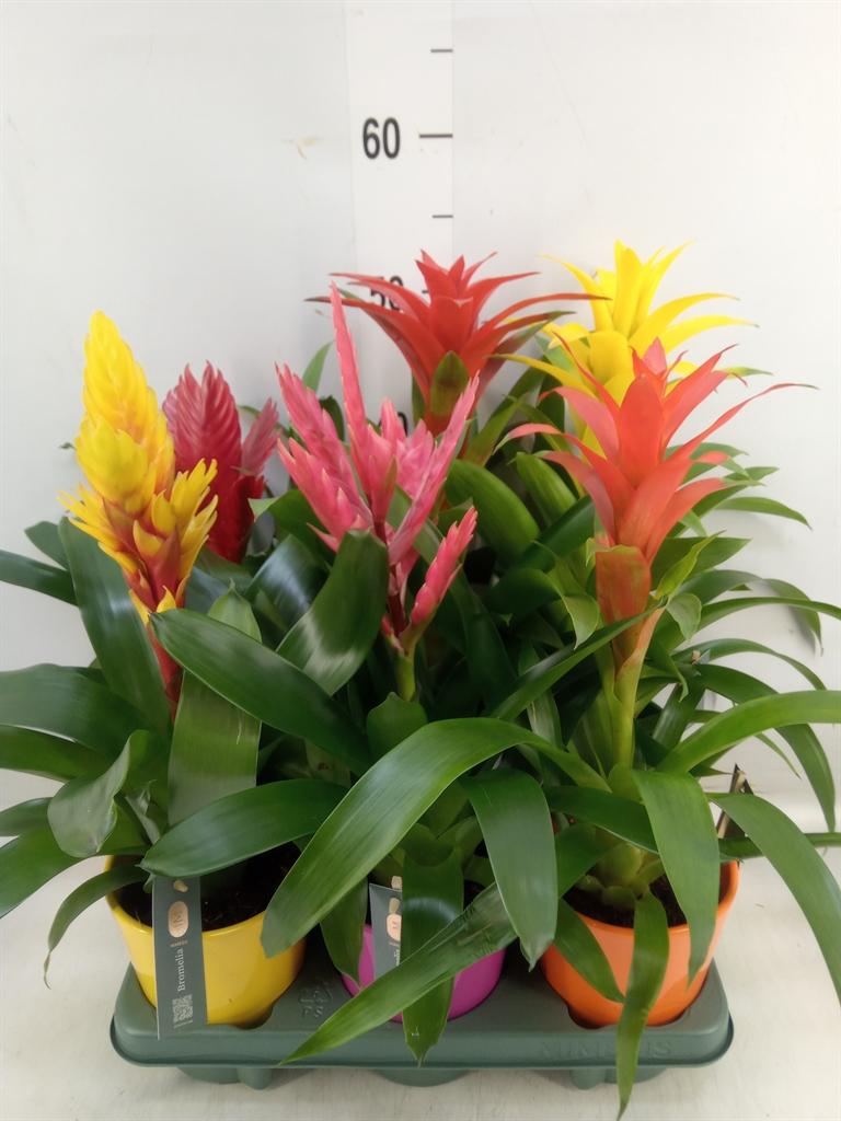 Горшечные цветы и растения оптом Bromelia   ...mix от 6шт из Голландии с доставкой по России