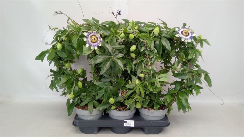 Горшечные цветы и растения оптом Passiflora Caerul. от 6шт из Голландии с доставкой по России