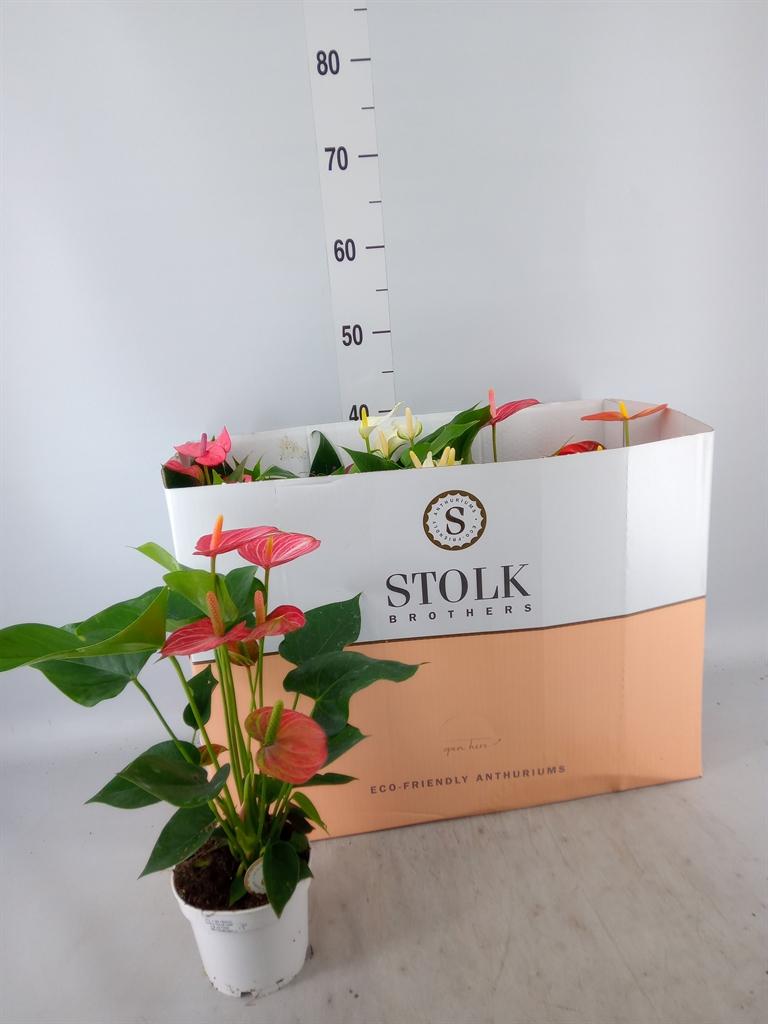 Горшечные цветы и растения оптом Anthurium Andr.   ...mix  5 от 10шт из Голландии с доставкой по России