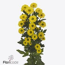 Срезанные цветы оптом Chrys sa skippy от 75шт из Голландии с доставкой по России