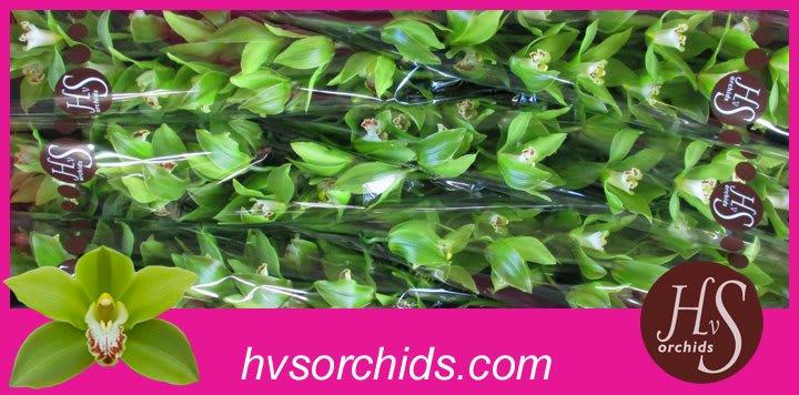 Срезанные цветы оптом Cymbidium green giant от 6шт из Голландии с доставкой по России