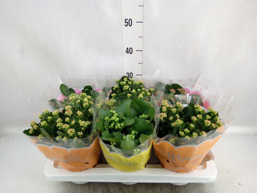 Горшечные цветы и растения оптом Kalanchoe Blos.   ..rosebud Mix  4 от 6шт из Голландии с доставкой по России