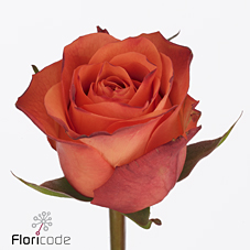 Срезанные цветы оптом Rosa large orange wave от 40шт из Голландии с доставкой по России