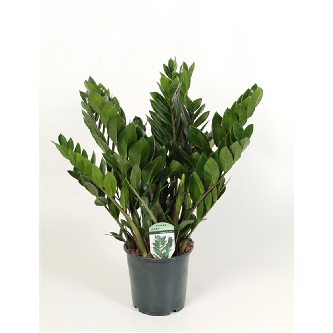 Горшечные цветы и растения оптом Zamioculcas 10+ от 1шт из Голландии с доставкой по России