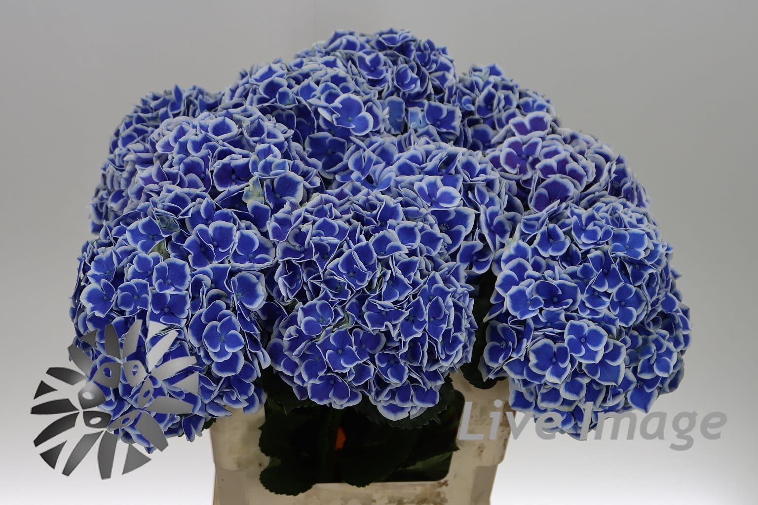 Срезанные цветы оптом Hydrangea beau dali от 10шт. из Голландии с доставкой по России