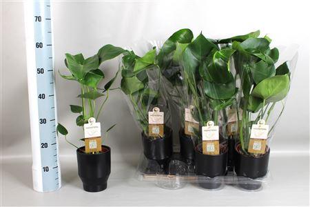 Горшечные цветы и растения оптом Monstera Deliciosa Ceramic от 6шт из Голландии с доставкой по России
