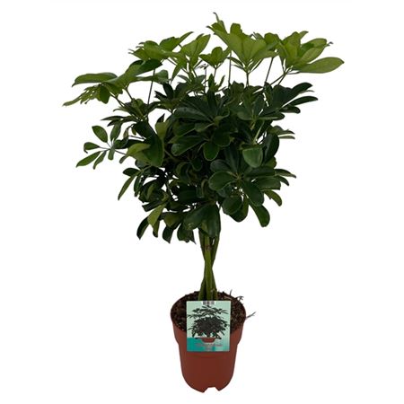 Горшечные цветы и растения оптом Schefflera Compacta Twisted Stem от 3шт из Голландии с доставкой по России