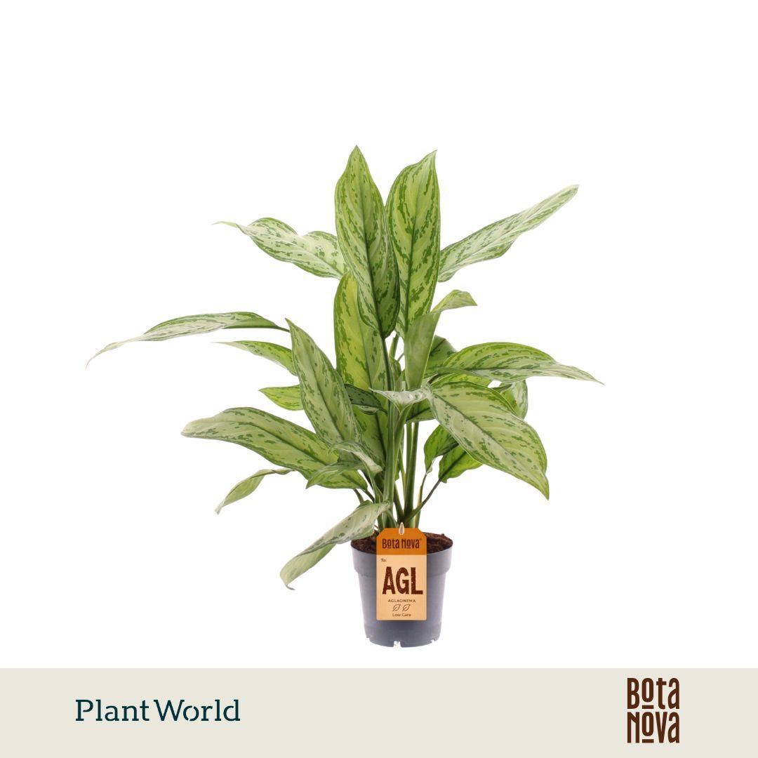 Горшечные цветы и растения оптом Aglaonema Silver Queen от 7шт из Голландии с доставкой по России