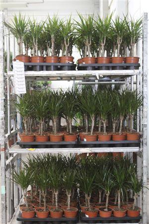 Горшечные цветы и растения оптом Dra Marginata 15cm 3+ от 8шт из Голландии с доставкой по России