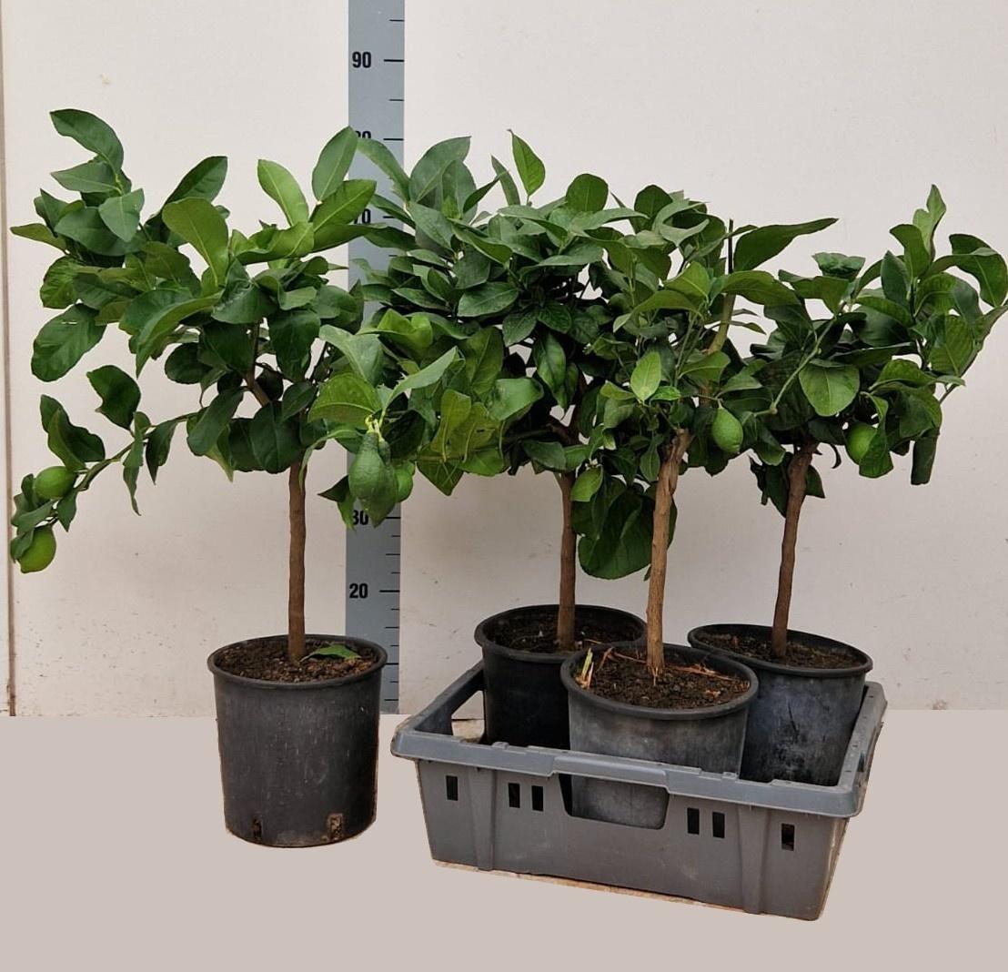 Горшечные цветы и растения оптом Citr Microcarpa от 3шт (для телеги) из Голландии с доставкой по России