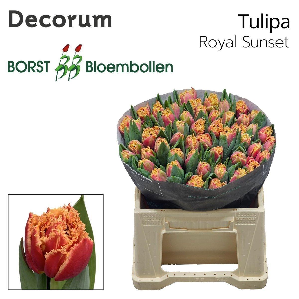 Срезанные цветы оптом Tulipa fr royal sunset от 50шт из Голландии с доставкой по России