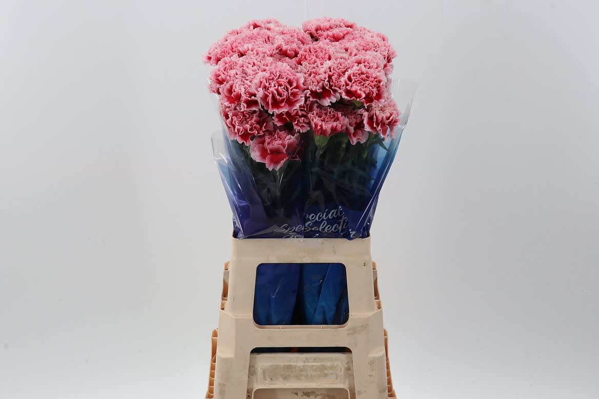Срезанные цветы оптом Dianthus st cheerio от 80шт. из Голландии с доставкой по России