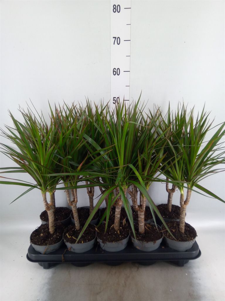 Горшечные цветы и растения оптом Dracaena Marg. от 10шт из Голландии с доставкой по России