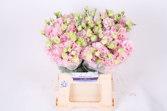 Срезанные цветы оптом Lisianthus do alissa pink от 50шт из Голландии с доставкой по России