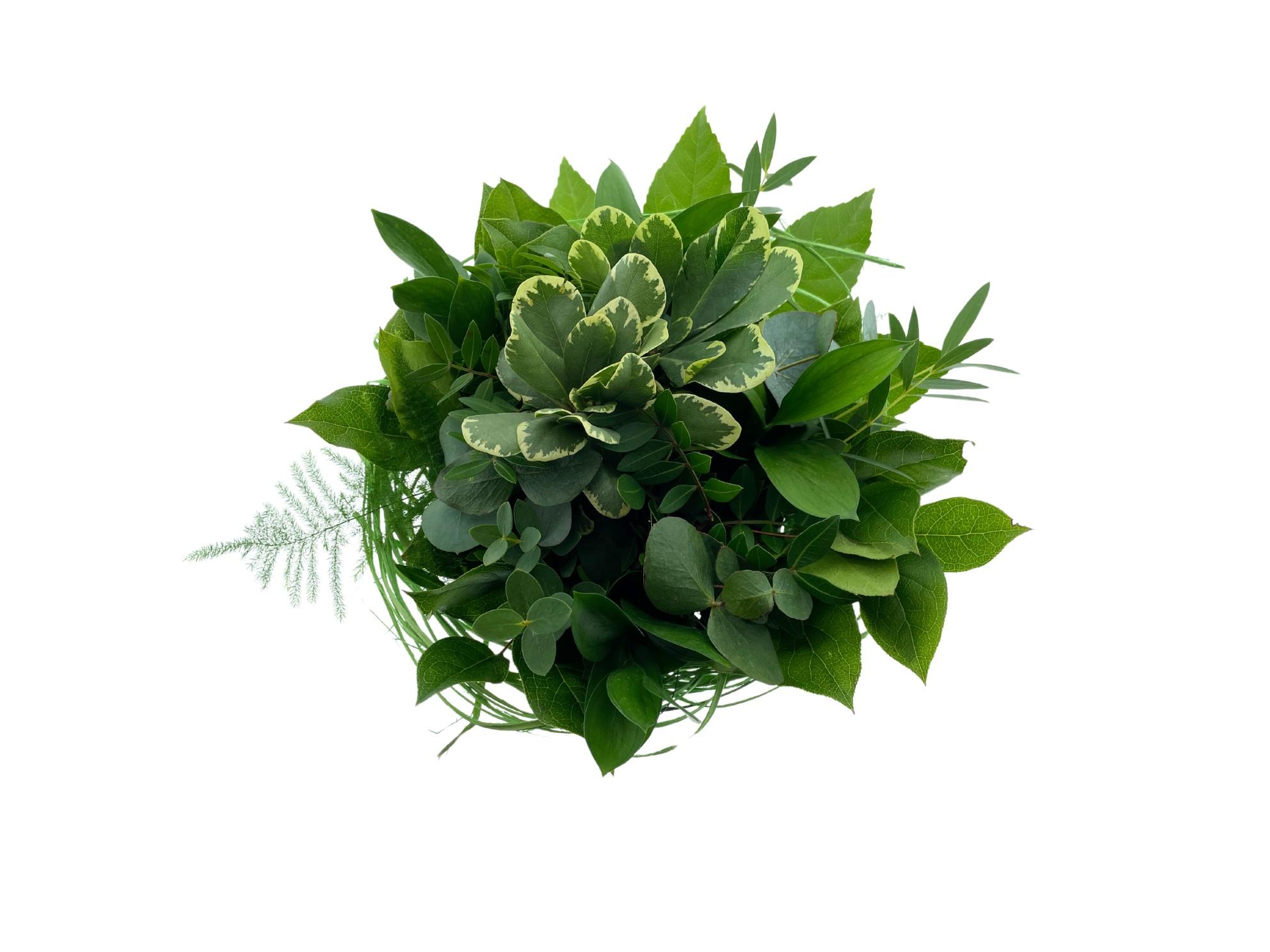 Срезанные цветы оптом Bouquet sisal green medium от 1шт из Голландии с доставкой по России