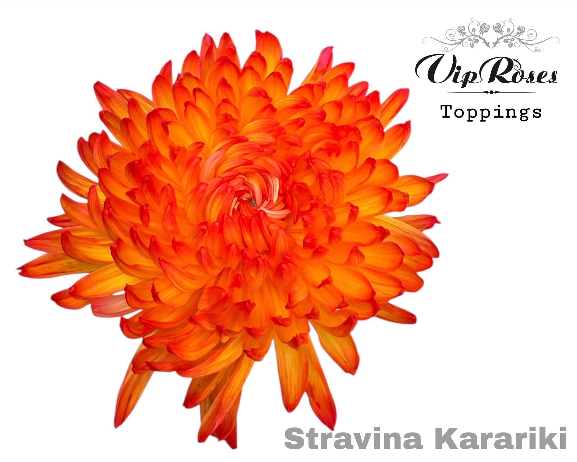 Срезанные цветы оптом Chrys bl paint stravina kakariki от 20шт из Голландии с доставкой по России