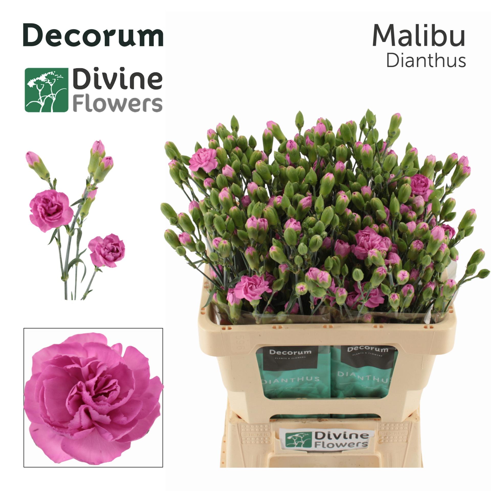Срезанные цветы оптом Dianthus sp malibu от 60шт из Голландии с доставкой по России