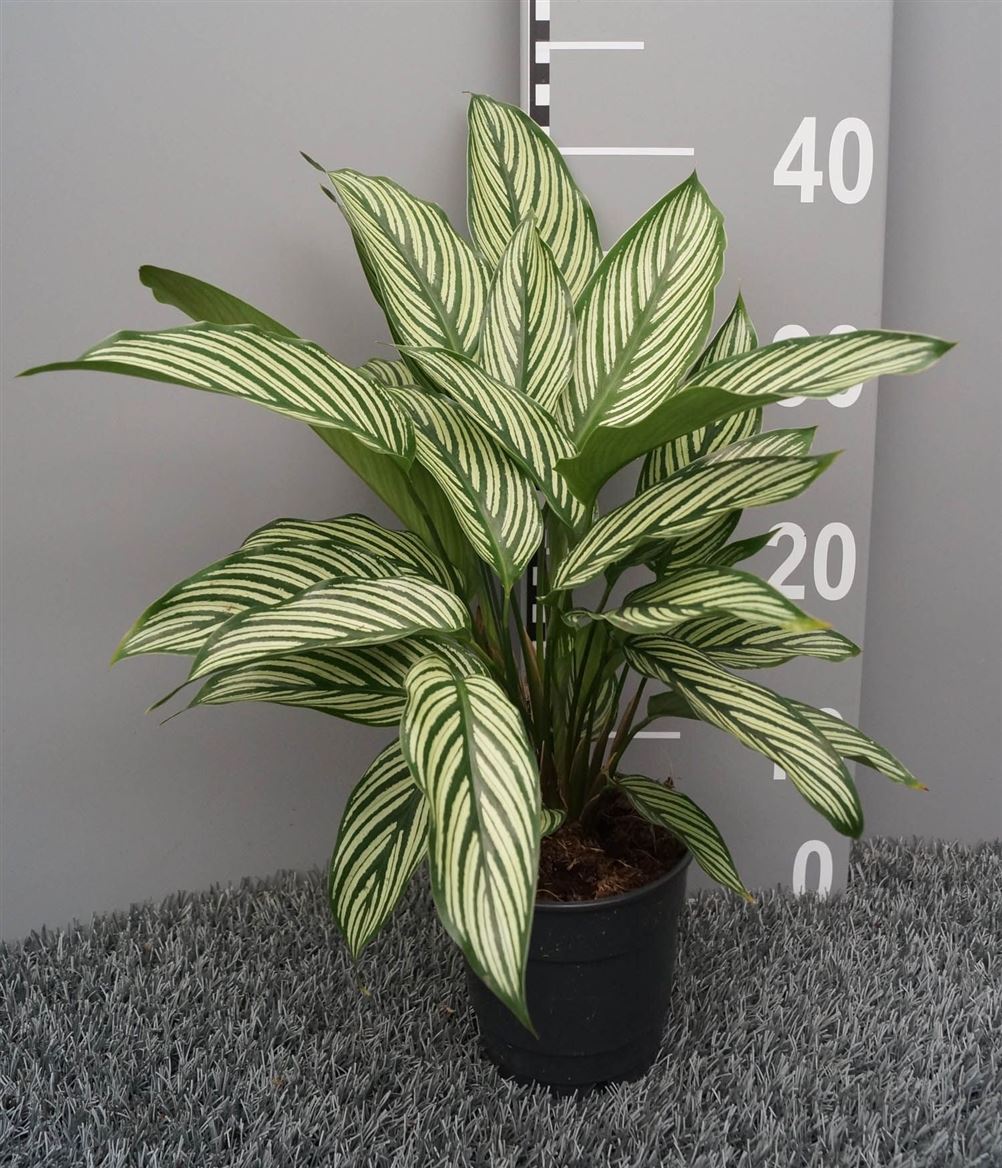Горшечные цветы и растения оптом Calathea Vitata от 6шт из Голландии с доставкой по России